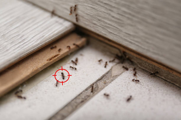 Best Local Pest Control Services  in Oroville East, CA