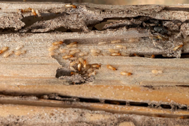 Best Pest Control for Homes  in Oroville East, CA