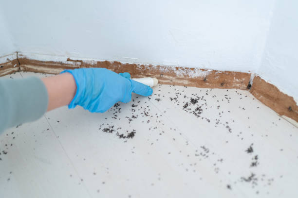 Best Termite Control Services  in Oroville East, CA